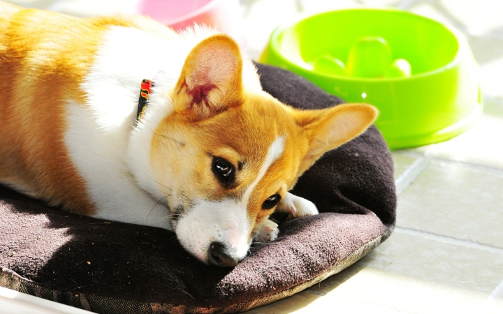 牧牛犬 柯基犬图片